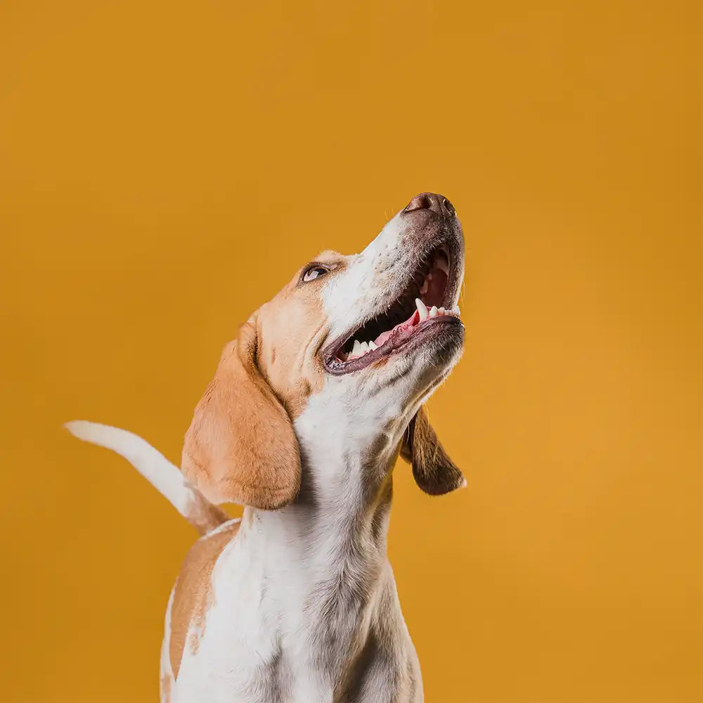 Comment savoir si votre chien est vraiment heureux ?