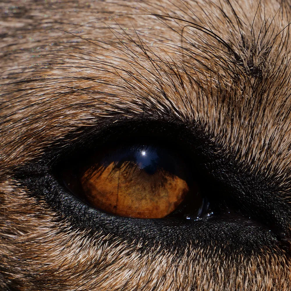 Comment voient les chiens